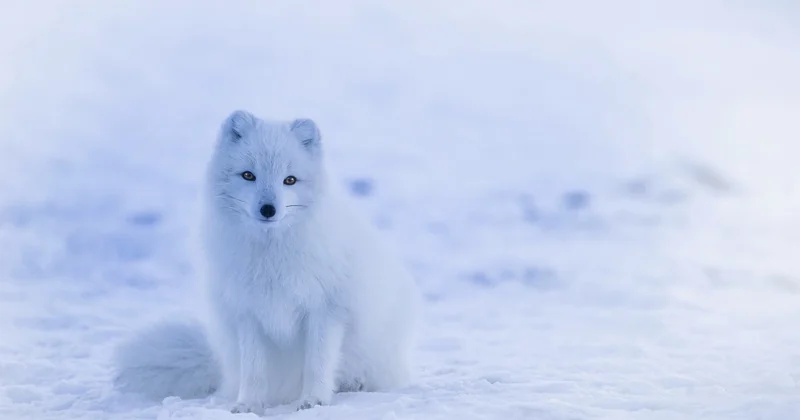 Quelle est la période la moins chère pour aller en Islande ?