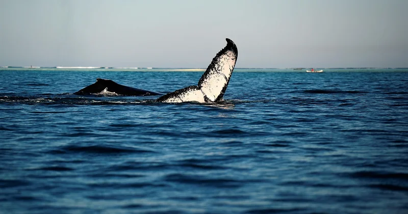 Comment se déroule une excursion baleine aux Açores ?