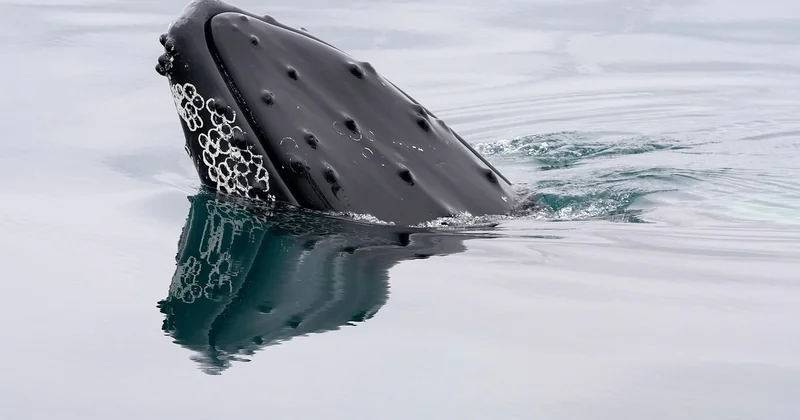 La faune marine : baleines, orques et sorties en mer