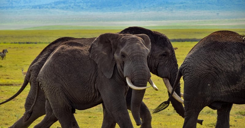 Safari en Afrique : conseils pour une expérience authentique et inoubliable